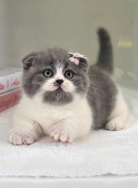 Munchkin Fold