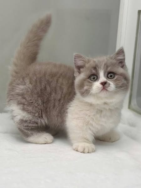 Munchkin