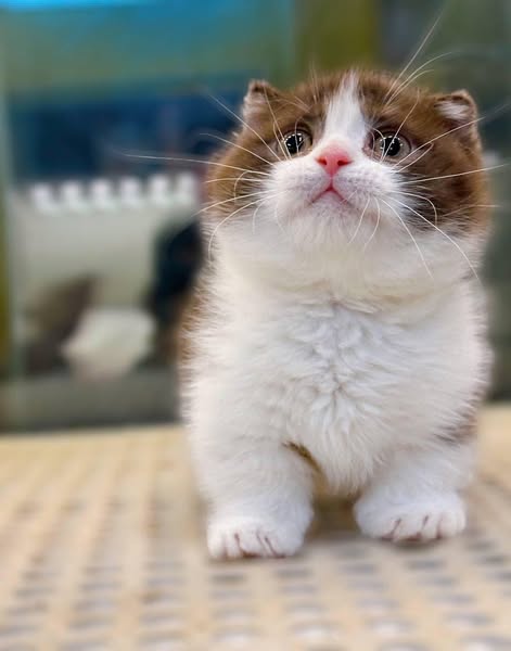 Munchkin Fold