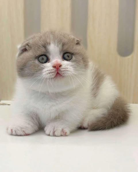 Munchkin Fold