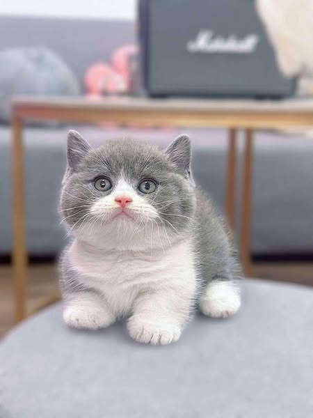 Munchkin