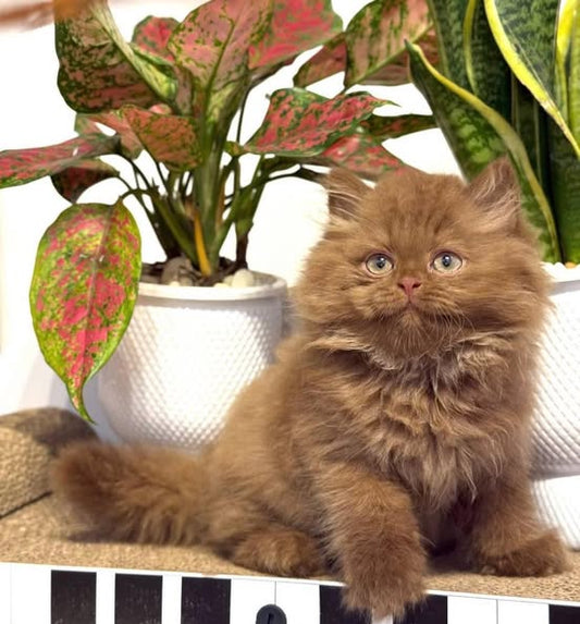 British Longhair