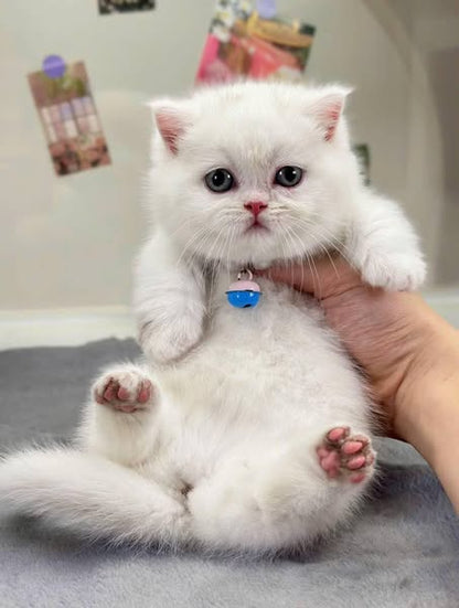 Munchkin