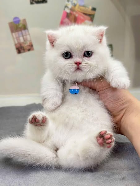 Munchkin
