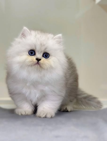 British Longhair