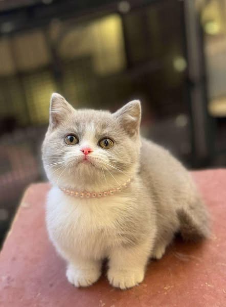 Munchkin