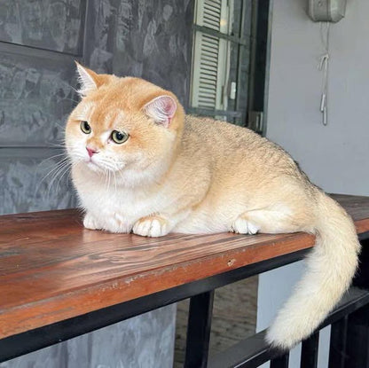 Munchkin
