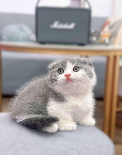 Munchkin Fold