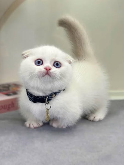 Munchkin Fold