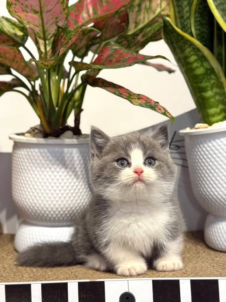 Munchkin