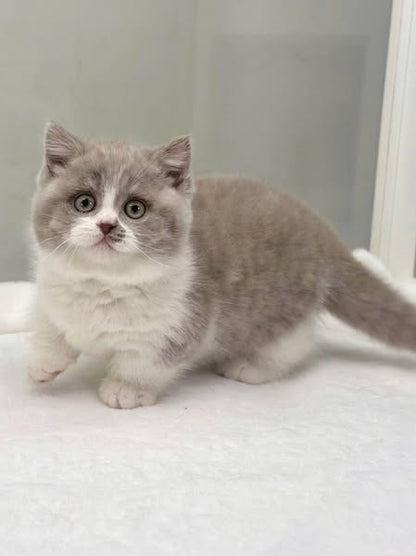 Munchkin