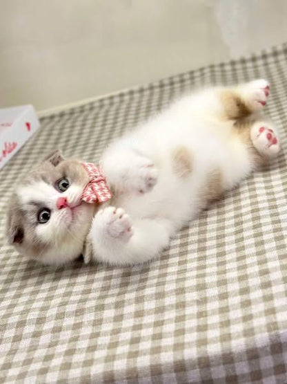Scottish Fold