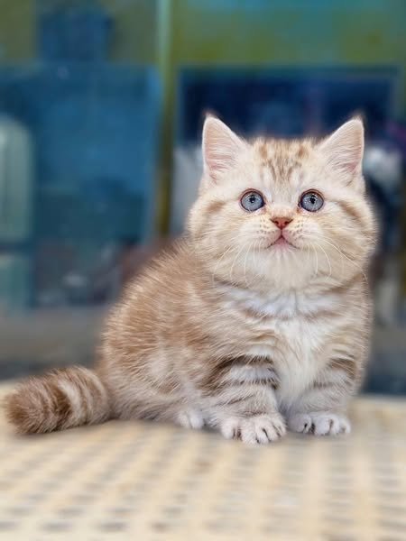 Munchkin