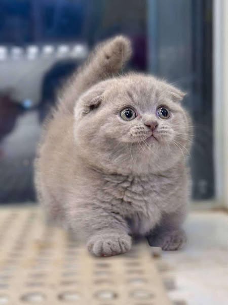 Munchkin Fold