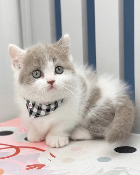 Munchkin