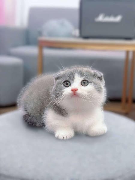 Munchkin Fold