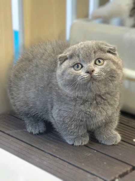 Munchkin Fold