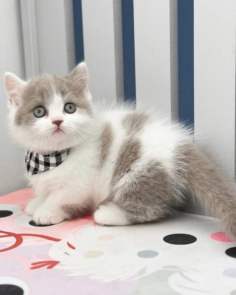 Munchkin