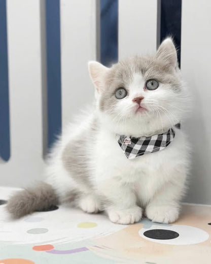 Munchkin
