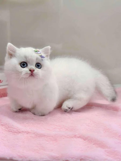 Munchkin