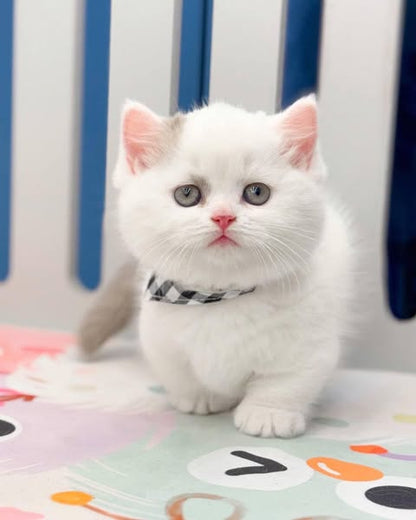 Munchkin