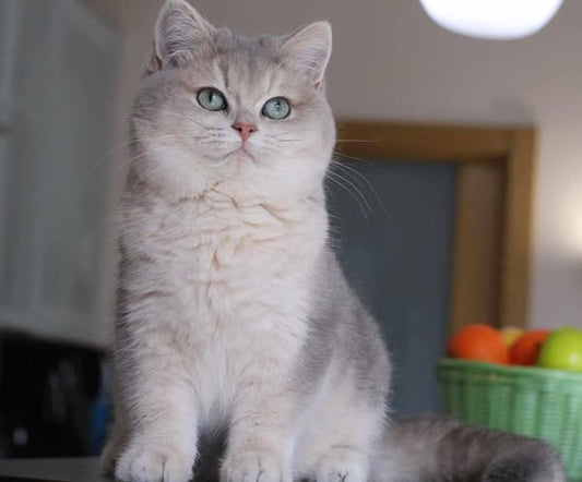 British Shorthair