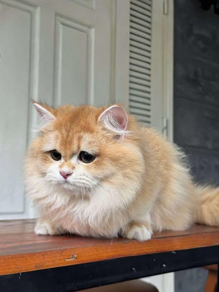British Longhair