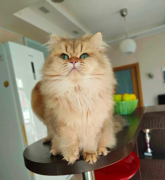 British Longhair