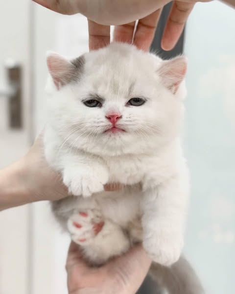 Munchkin