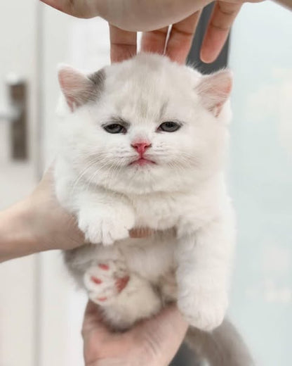 Munchkin