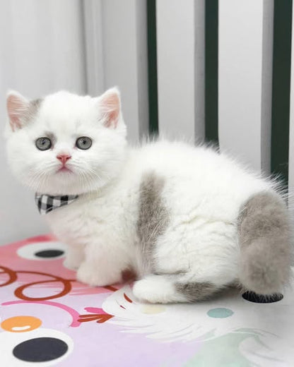 Munchkin