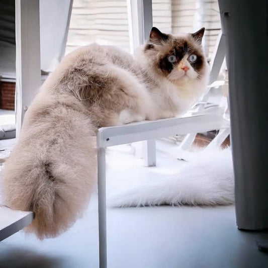 Munchkin Ragdoll