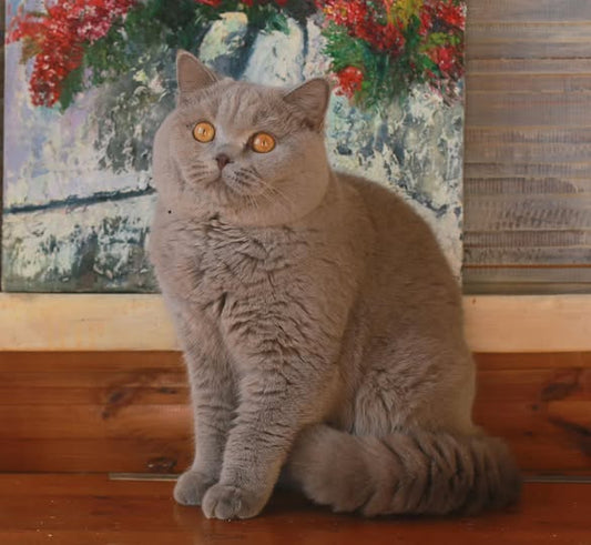 British Shorthair