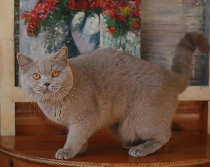British Shorthair