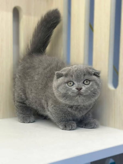Munchkin Fold