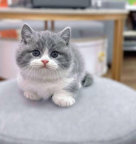 Munchkin