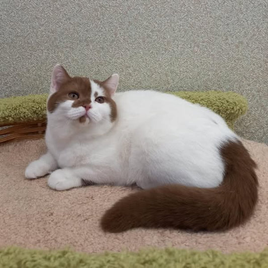 British Shorthair