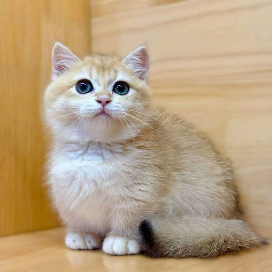 Munchkin