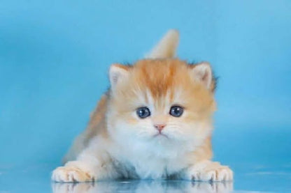 British Longhair