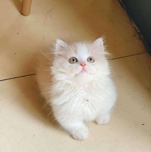 Munchkin Longhair