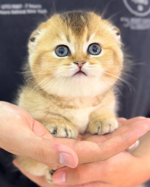 Munchkin Fold