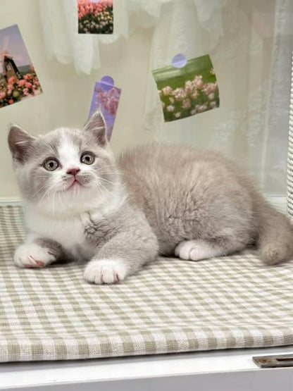 British Shorthair