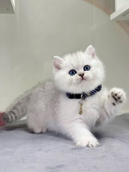 British Shorthair