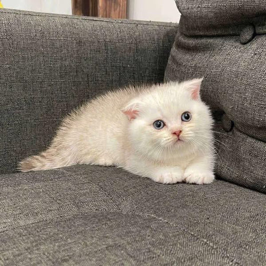 Munchkin Fold