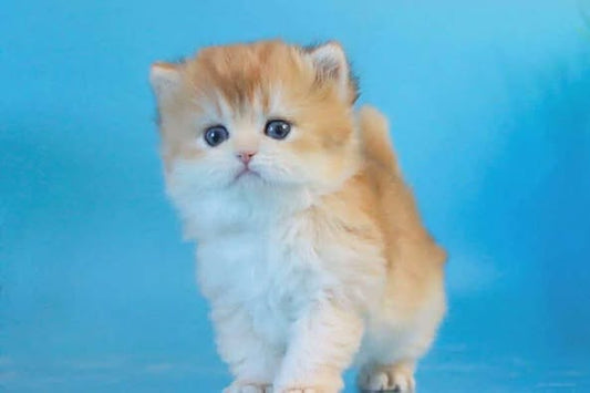 British Longhair