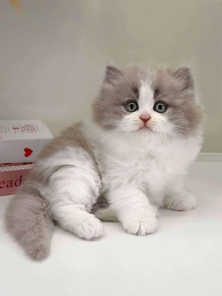 British Longhair