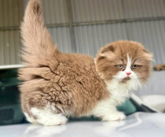 British Longhair