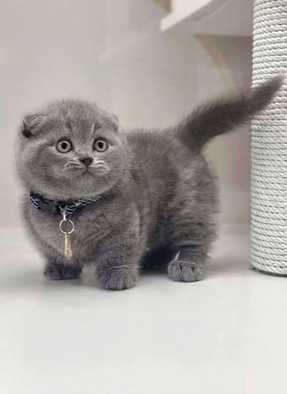 Munchkin Fold