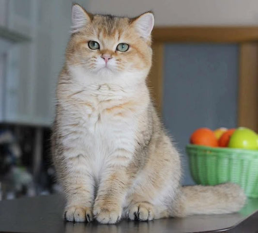 British Shorthair
