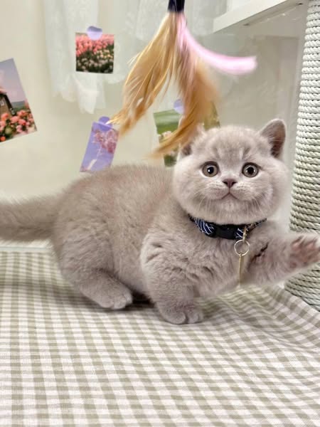 Munchkin